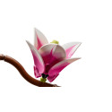 Конструктор LEGO Botanicals Гілки магнолії